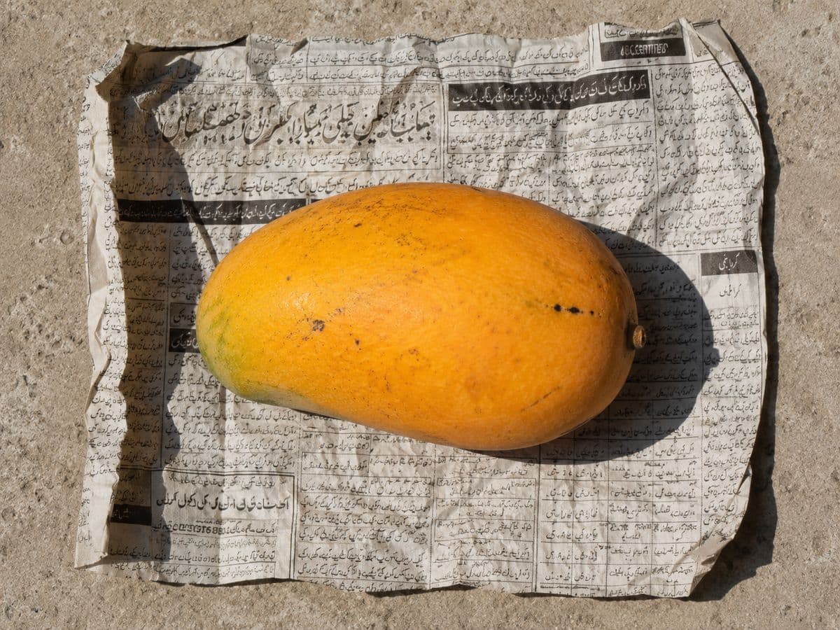 A single yellow mango resting on the crumpled newsprint it was wrapped in.